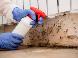 Best Mold Documentation for Insurance Claims in Pleak, TX